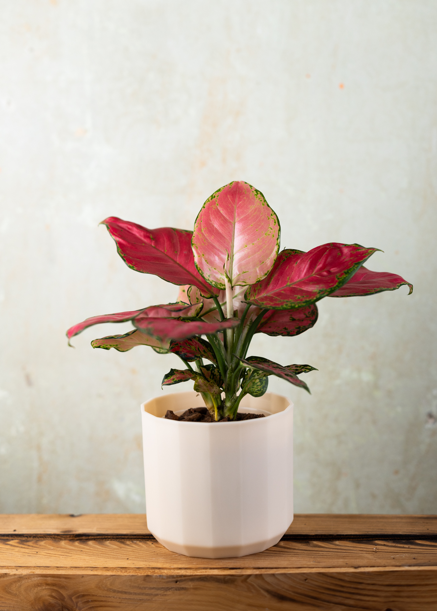 Aglaonema pink anyamanee