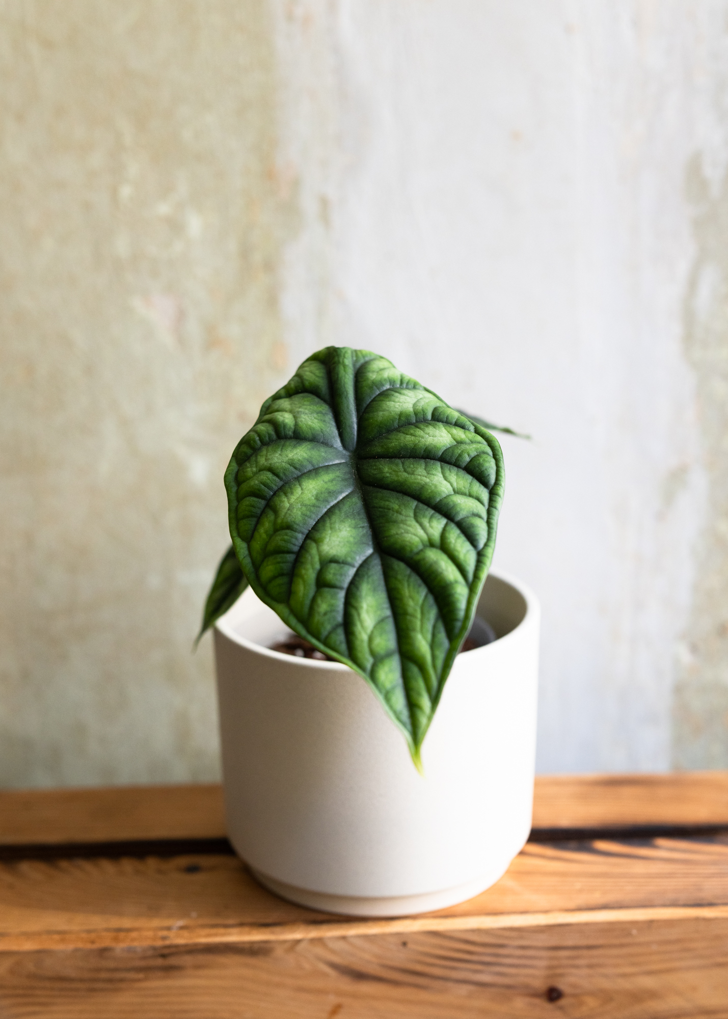 Alocasia baginda dragon scale 