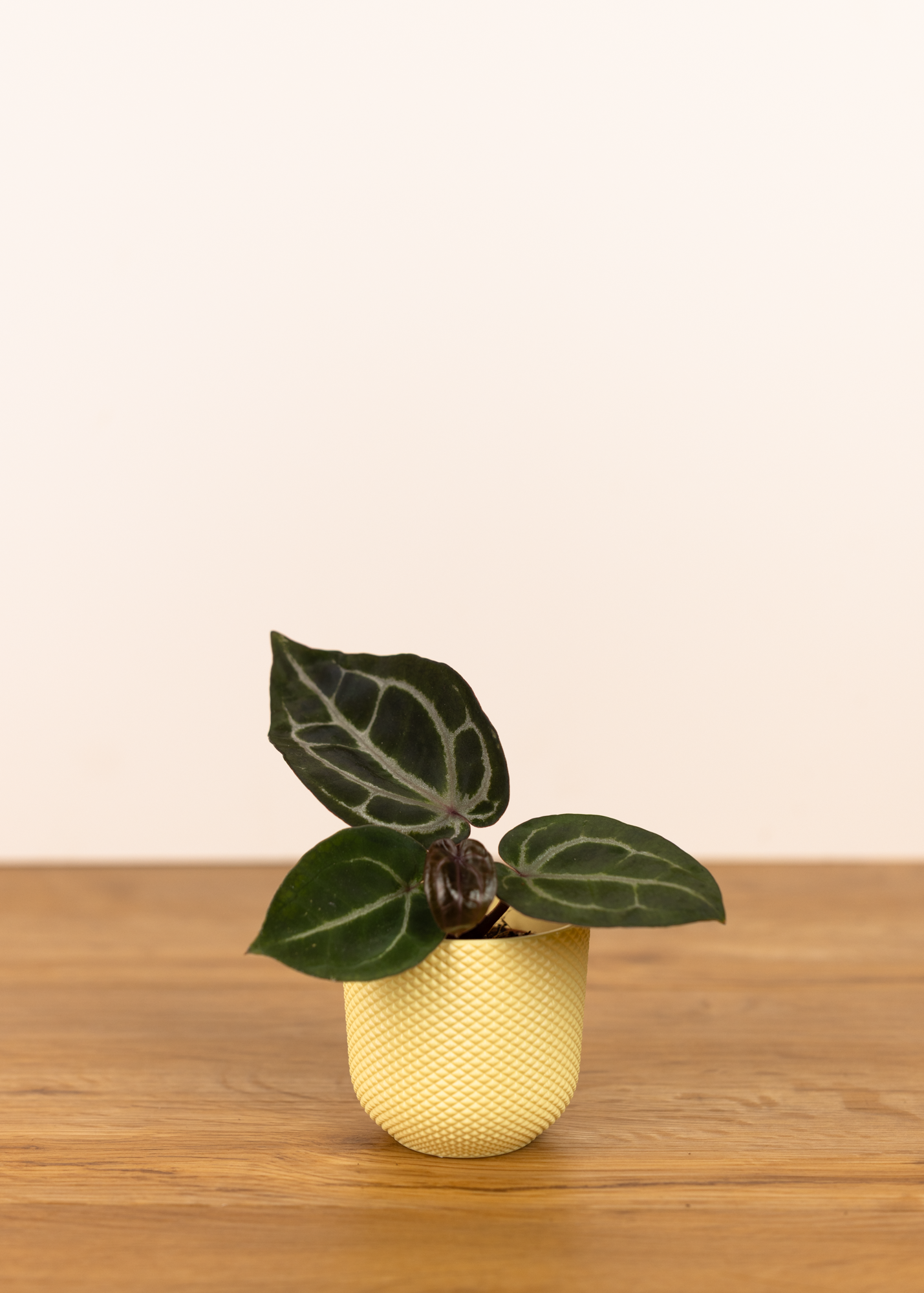 Anthurium michelle x (zara x michelle)