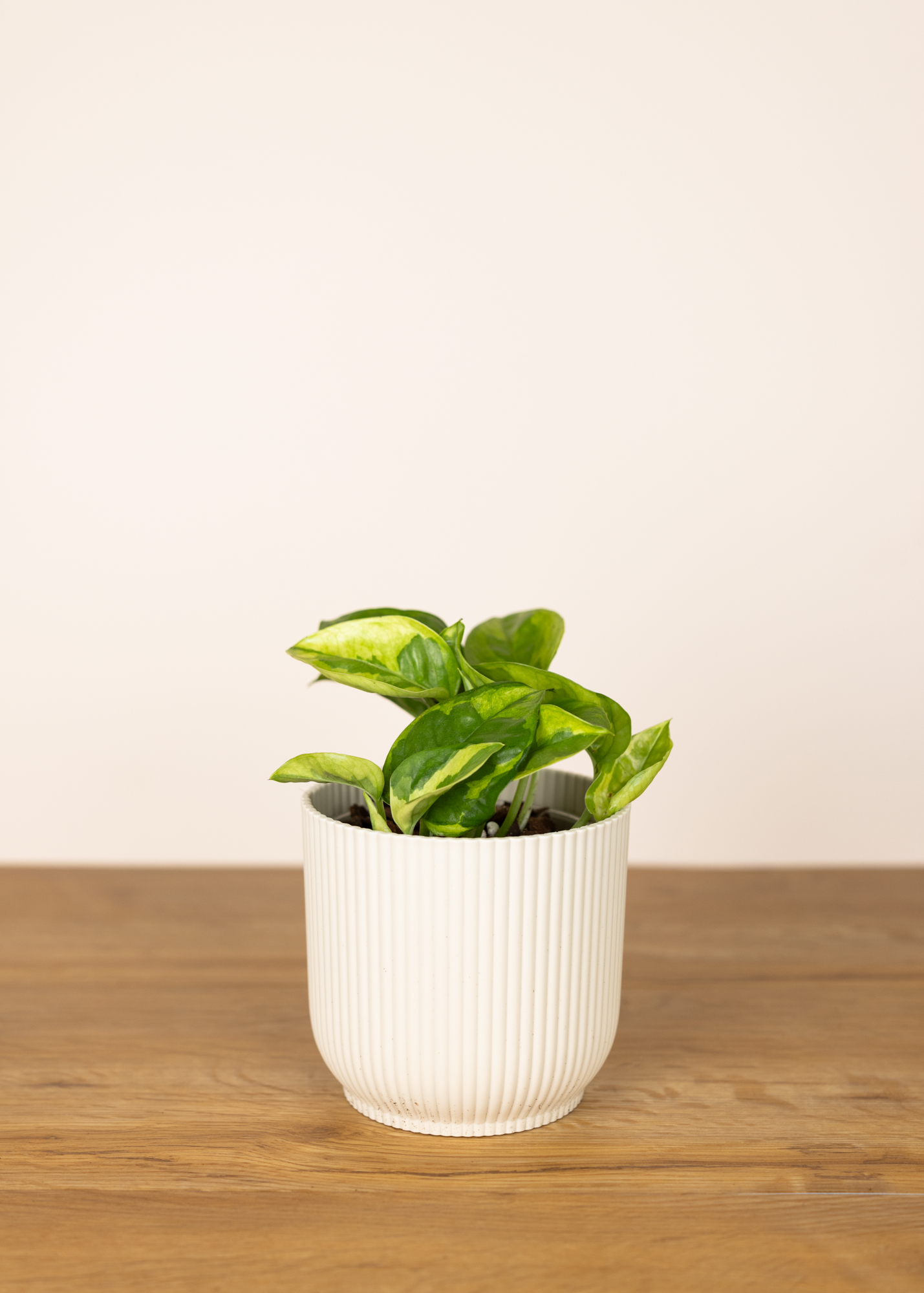 Epipremnum aureum lemon njoy