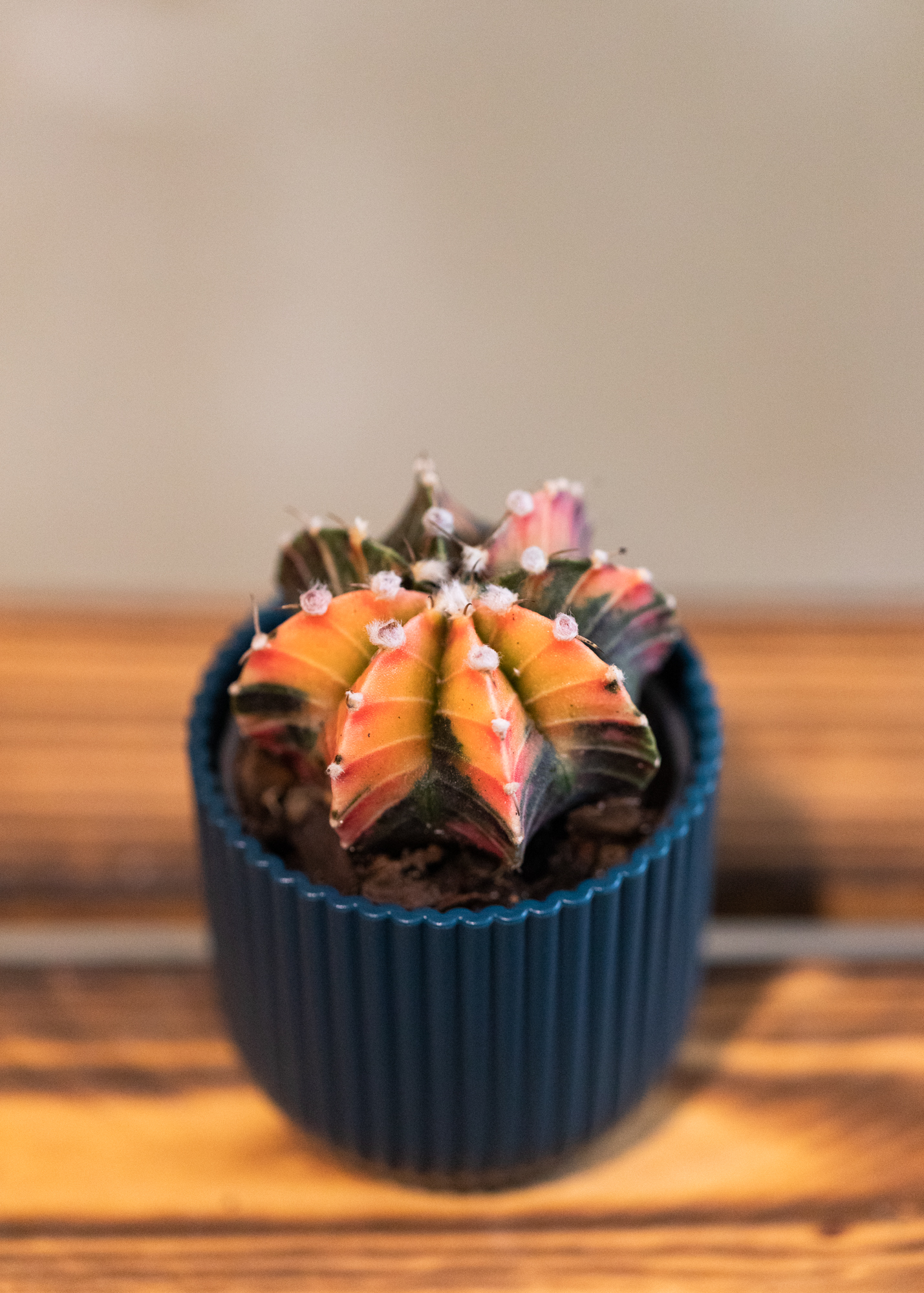 Gymnocalycium Mihanovichii Variegata 14