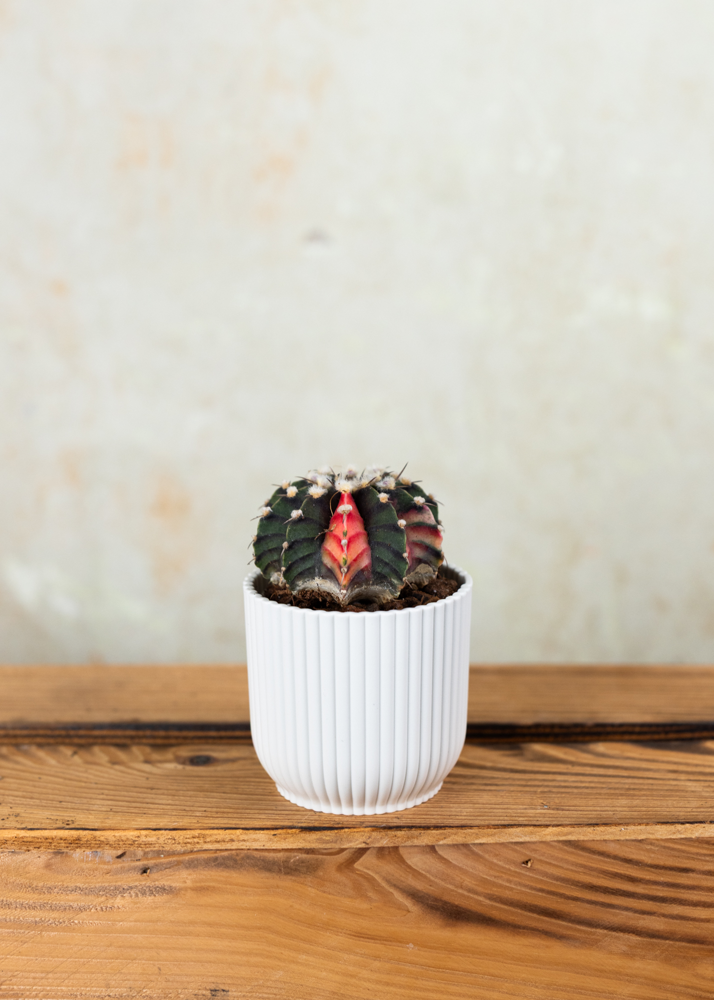 Gymnocalycium Mihanovichii Variegata 14