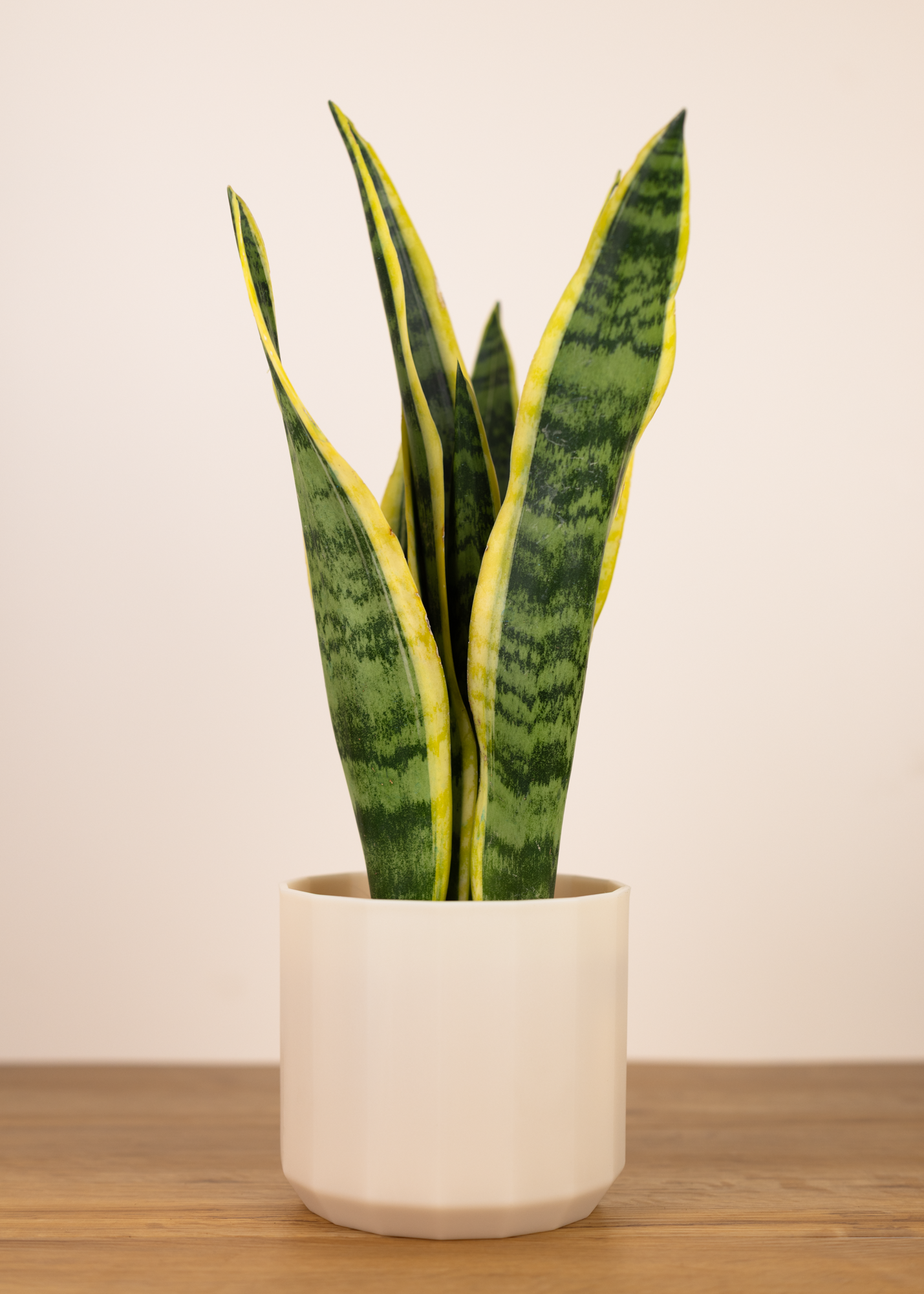 Sansevieria (Dracaena) trifasciata laurentii