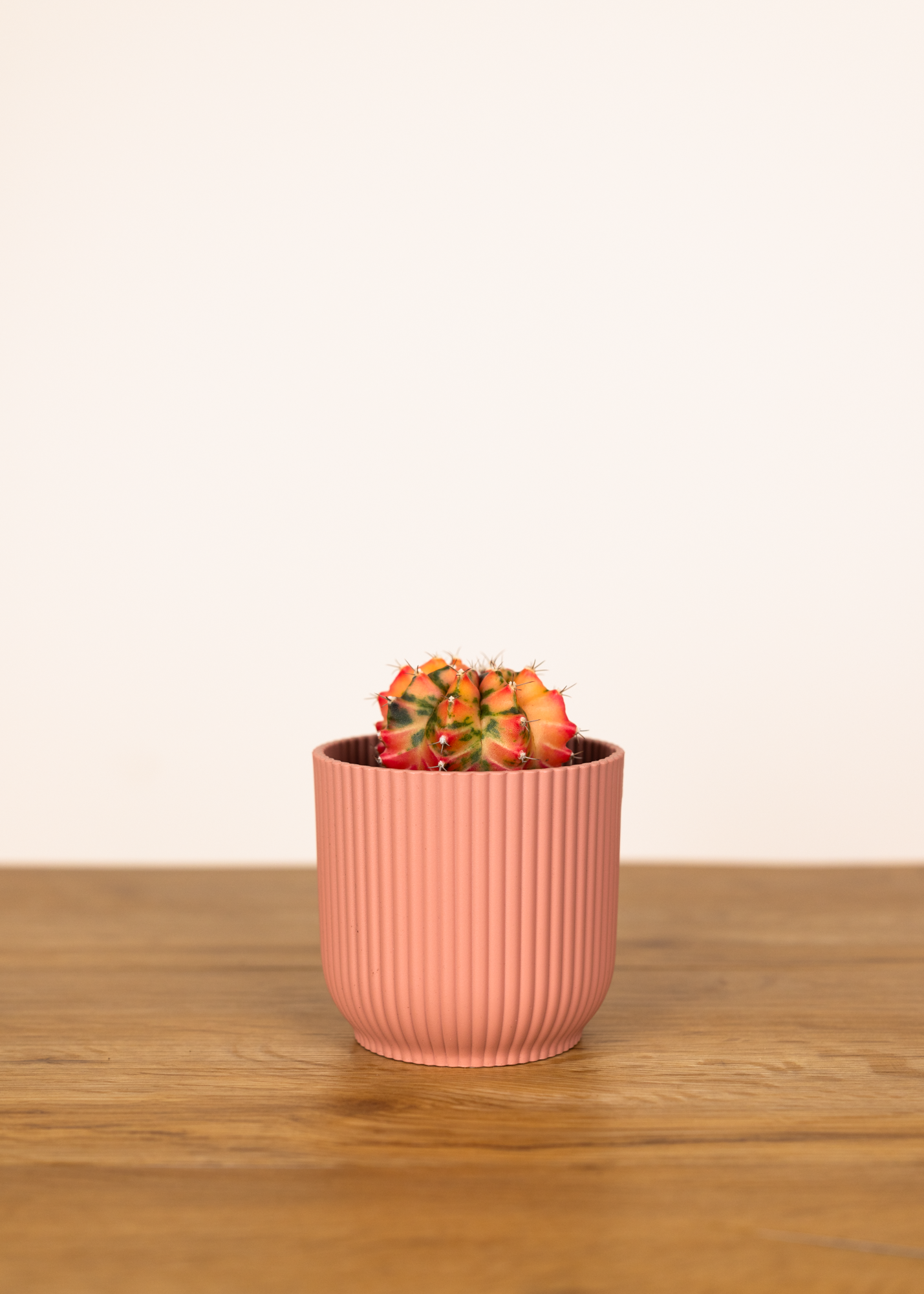 Gymnocalycium Mihanovichii Variegata 2