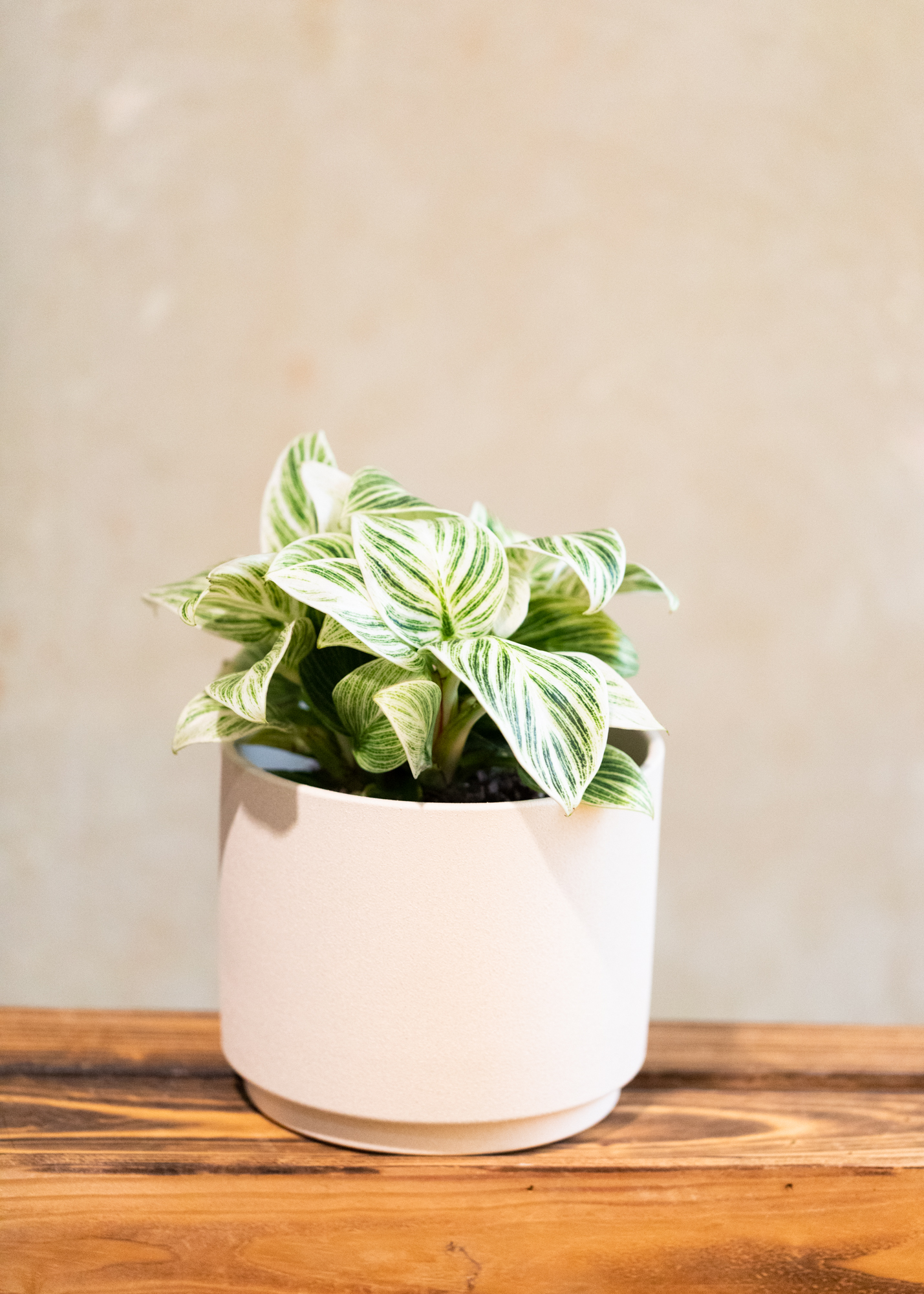 Philodendron Birkin M