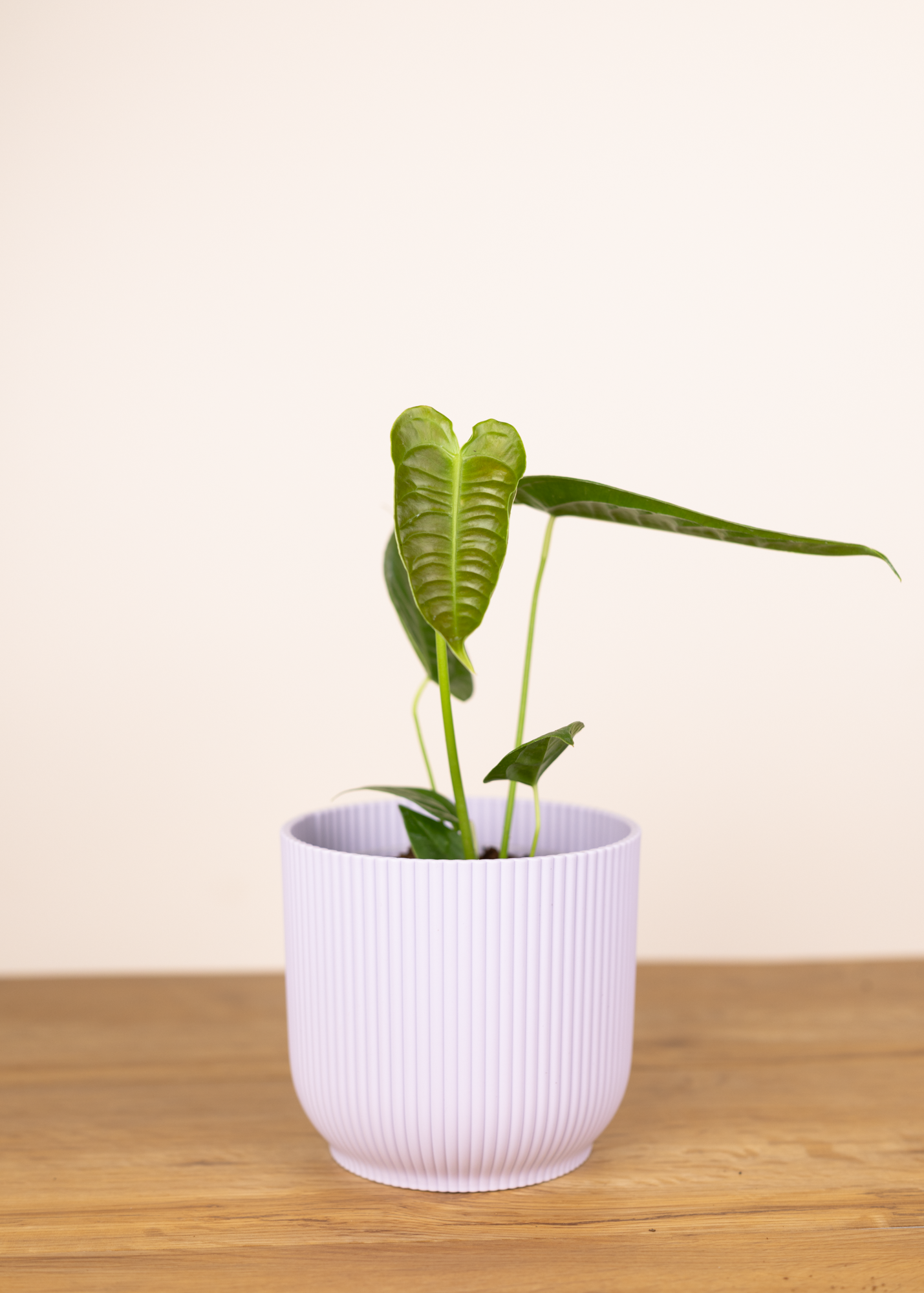 Anthurium Veitchii narrow form M