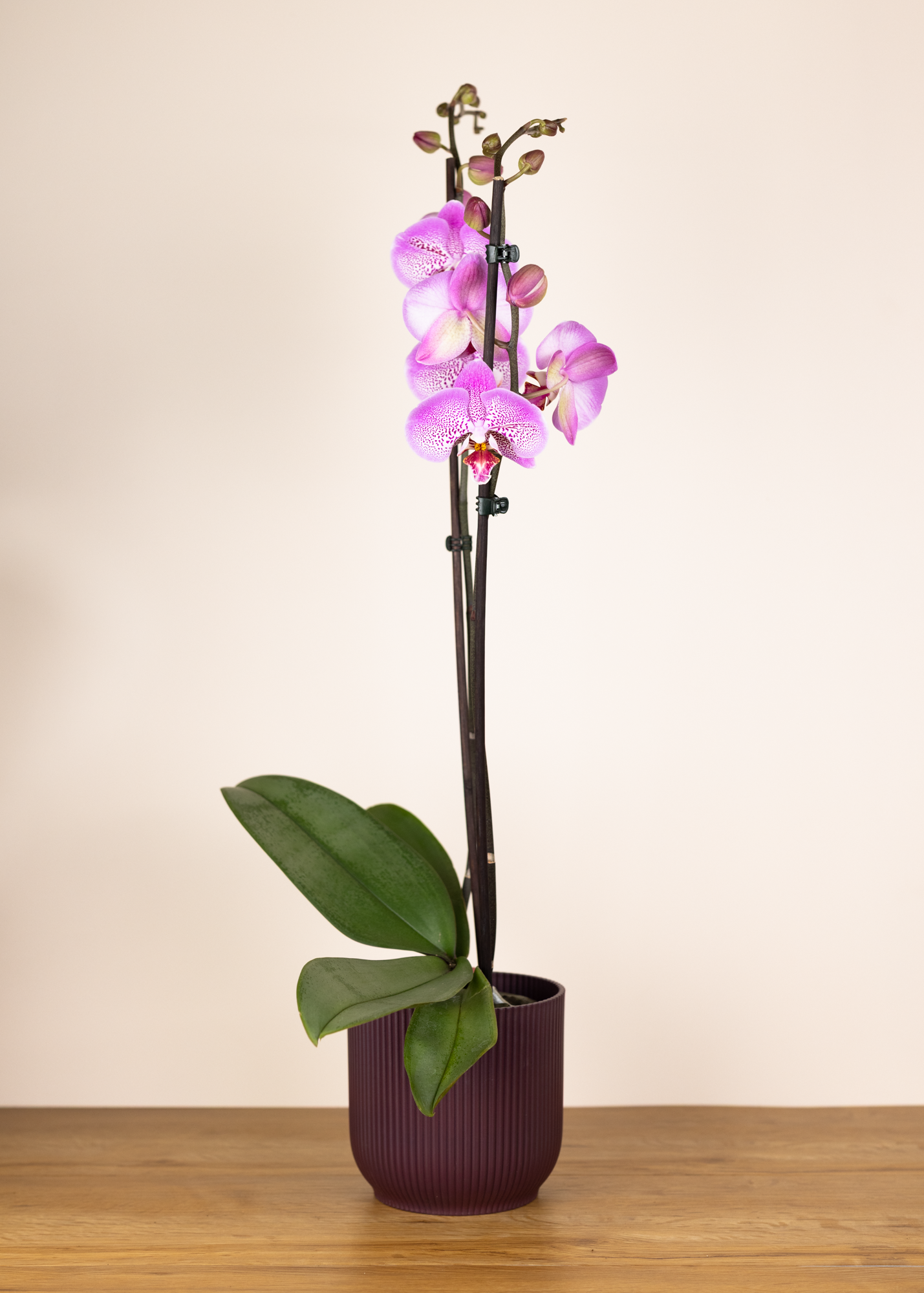 Phalaenopsis jillion