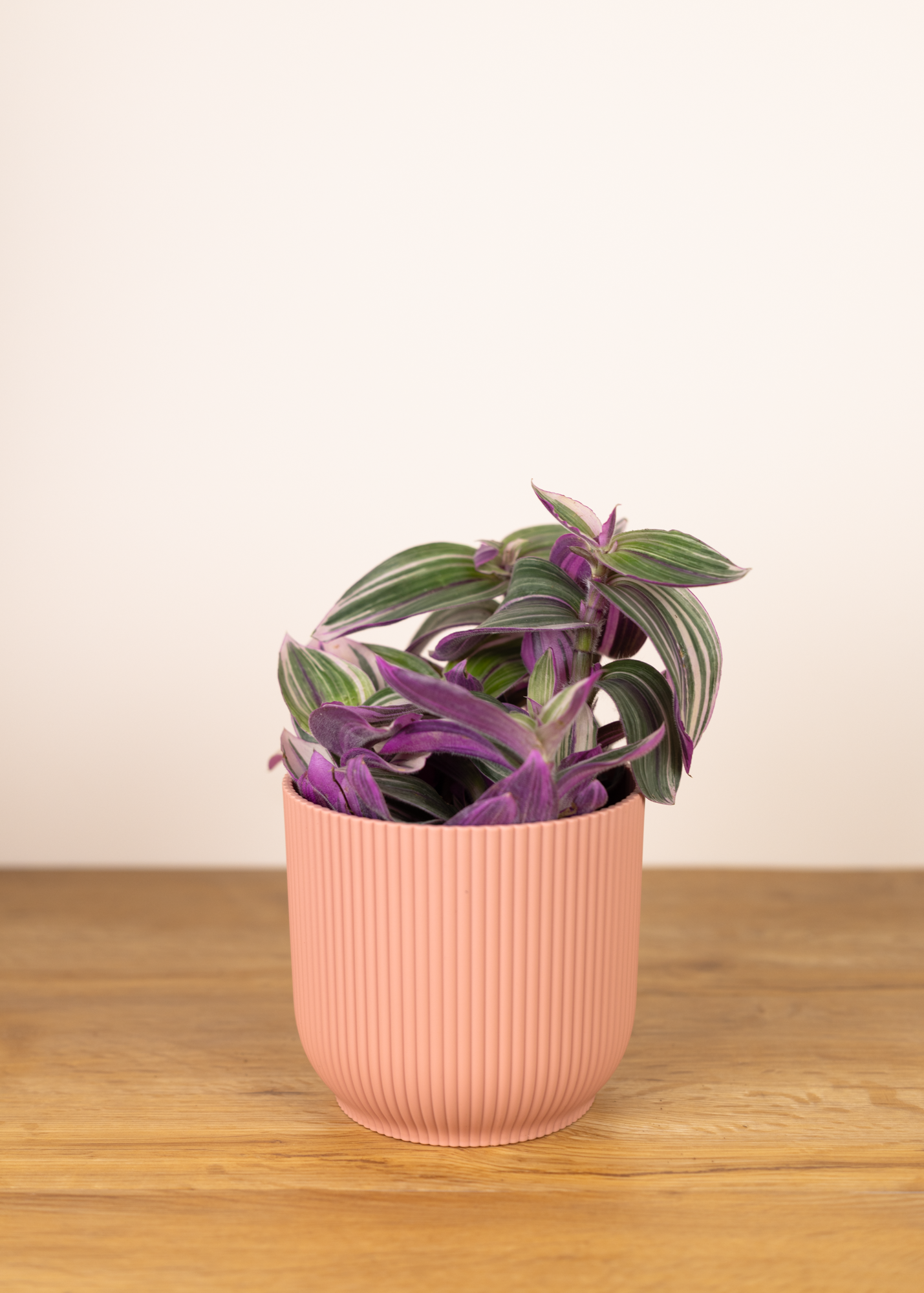 Tradescantia cerinthoides pink furry
