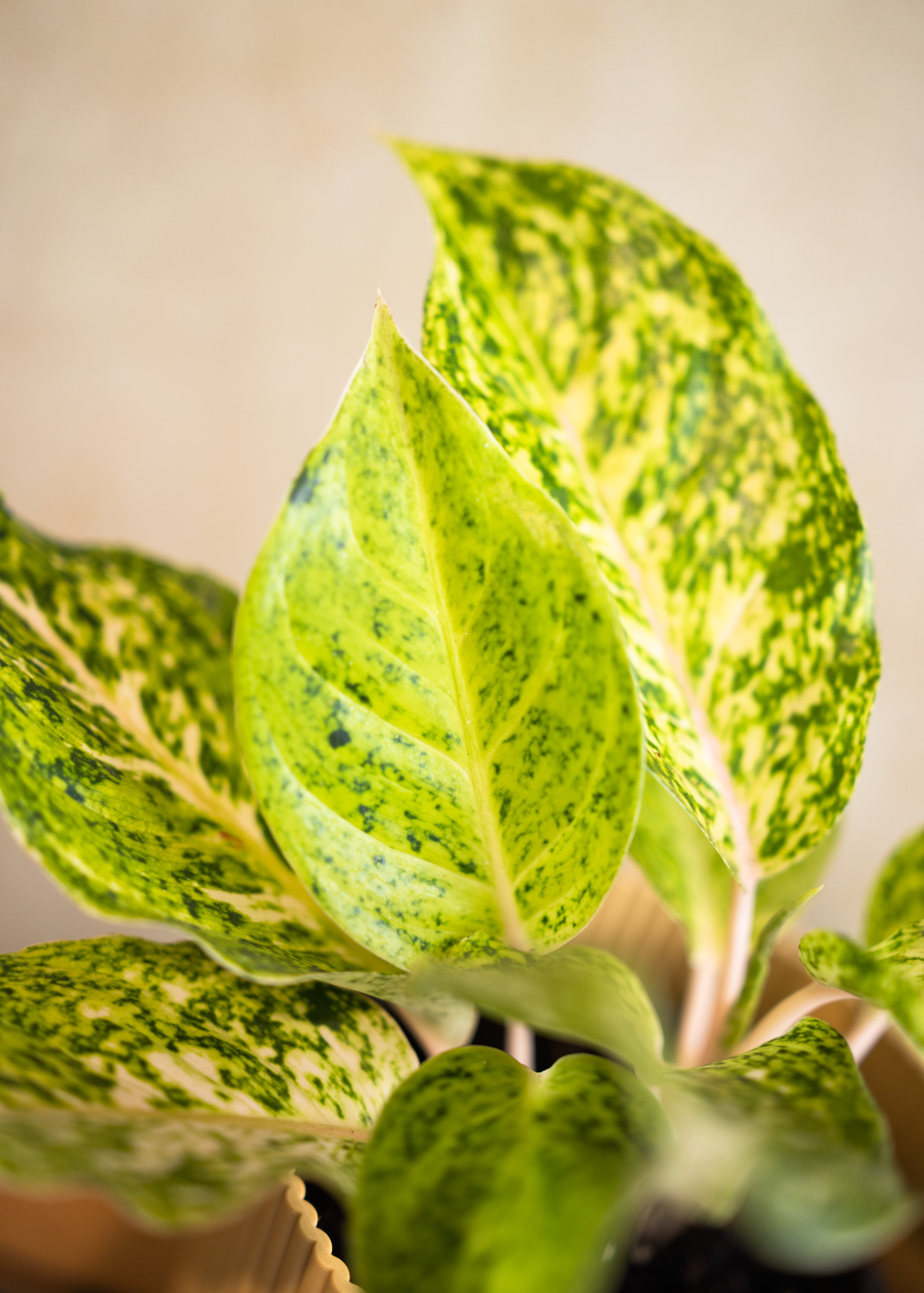 Aglaonema white laksap Aglaonema white laksap
