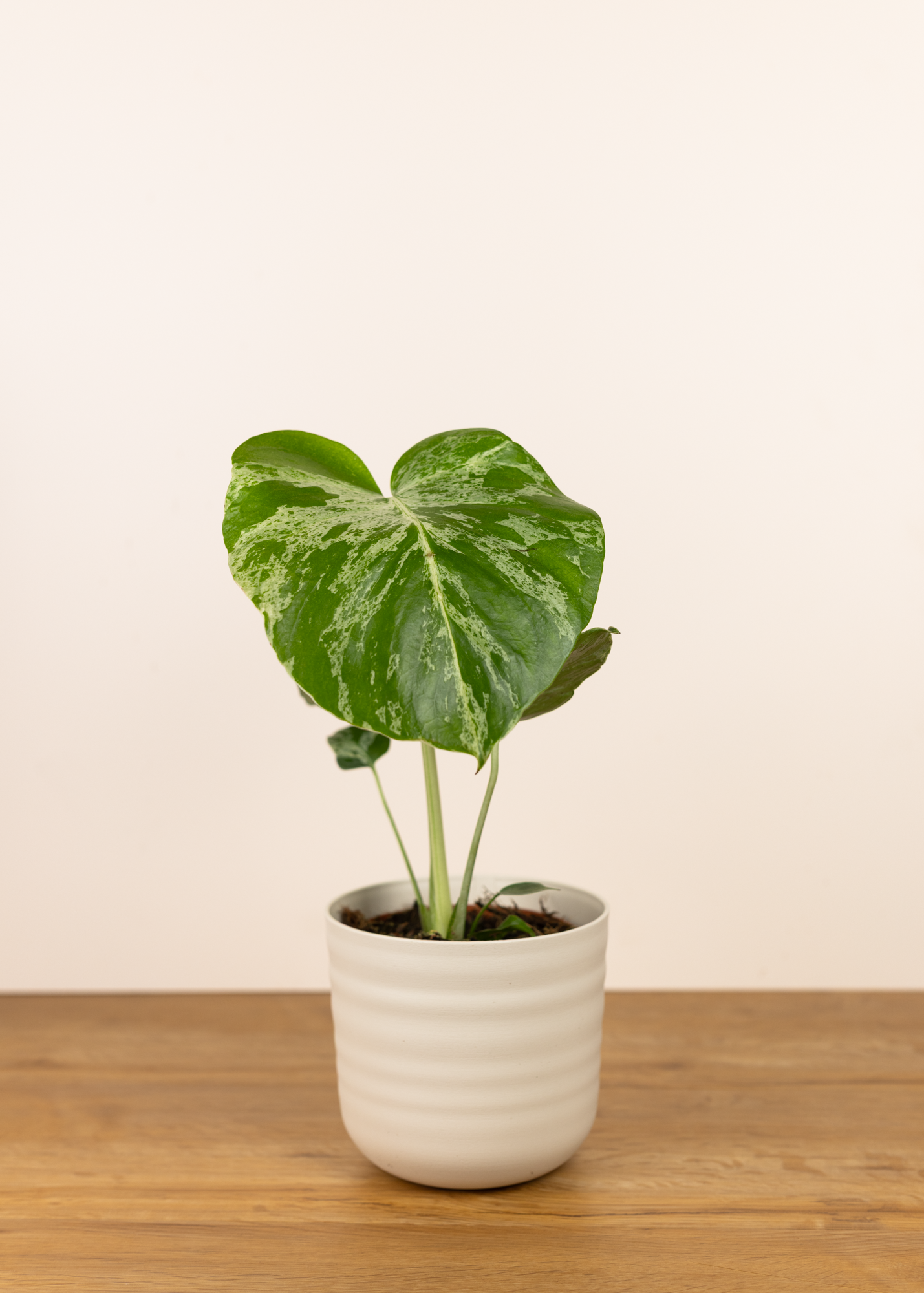 Monstera bulbasaur
