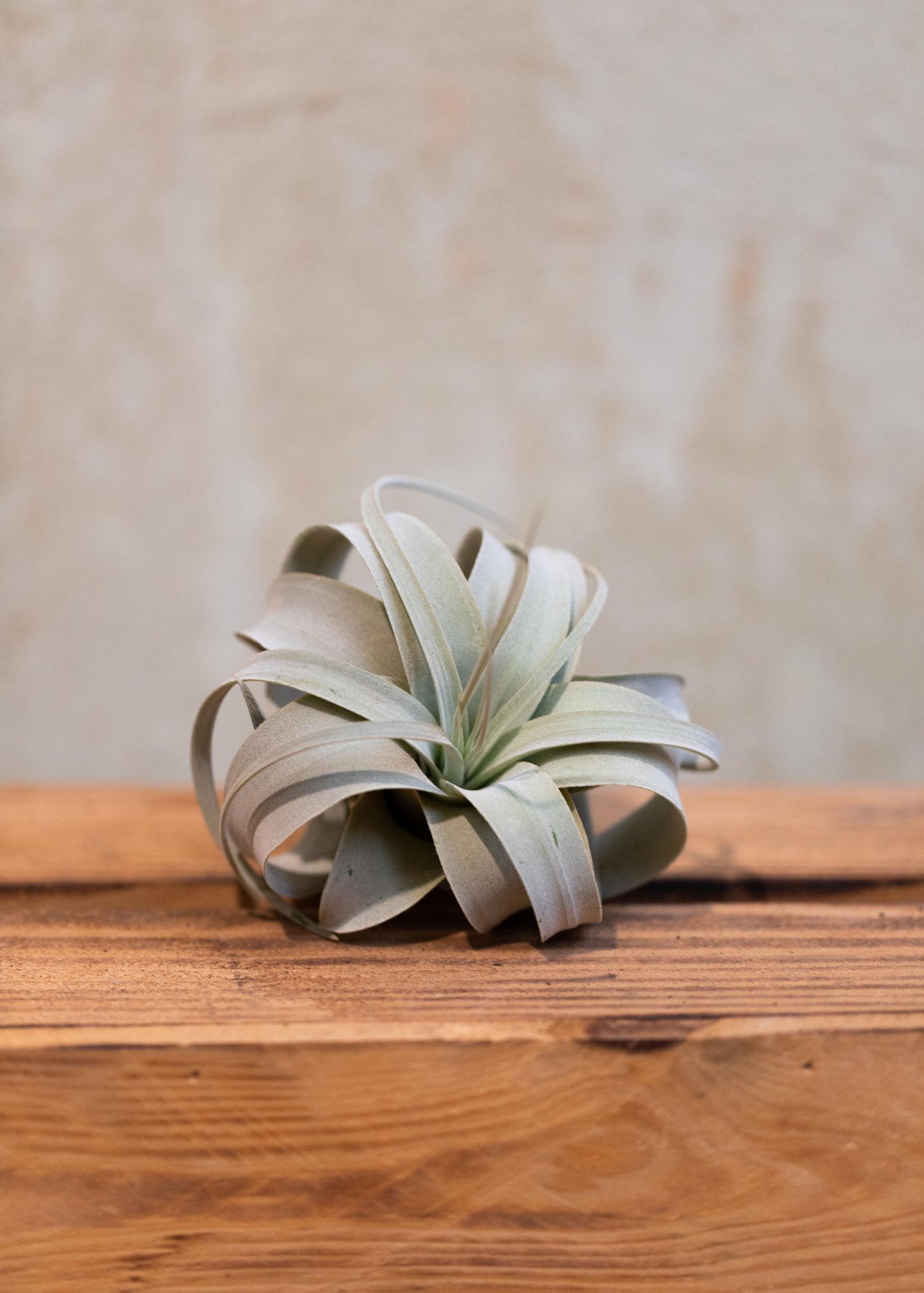 Tillandsia xerographica