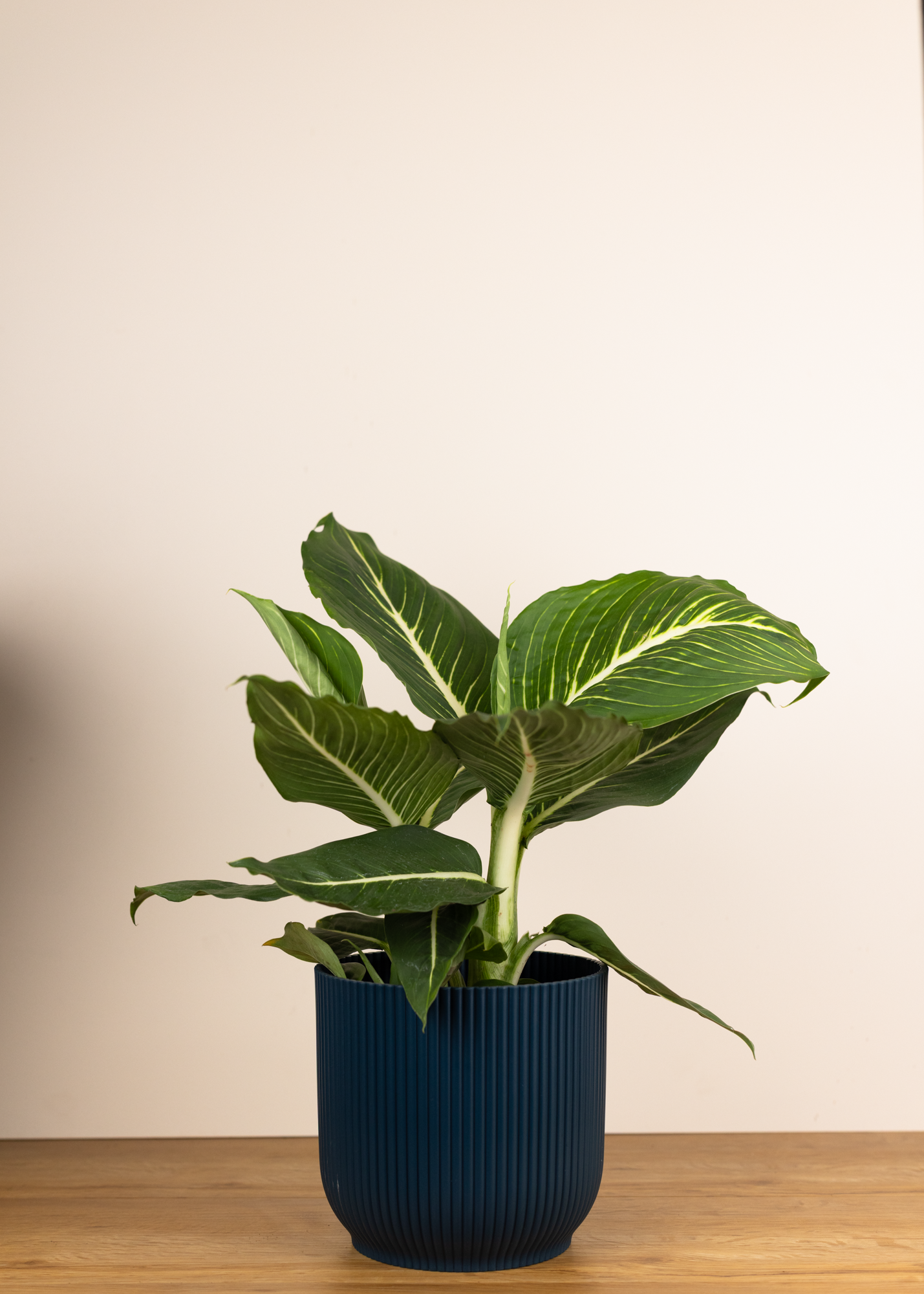 Dieffenbachia sterling