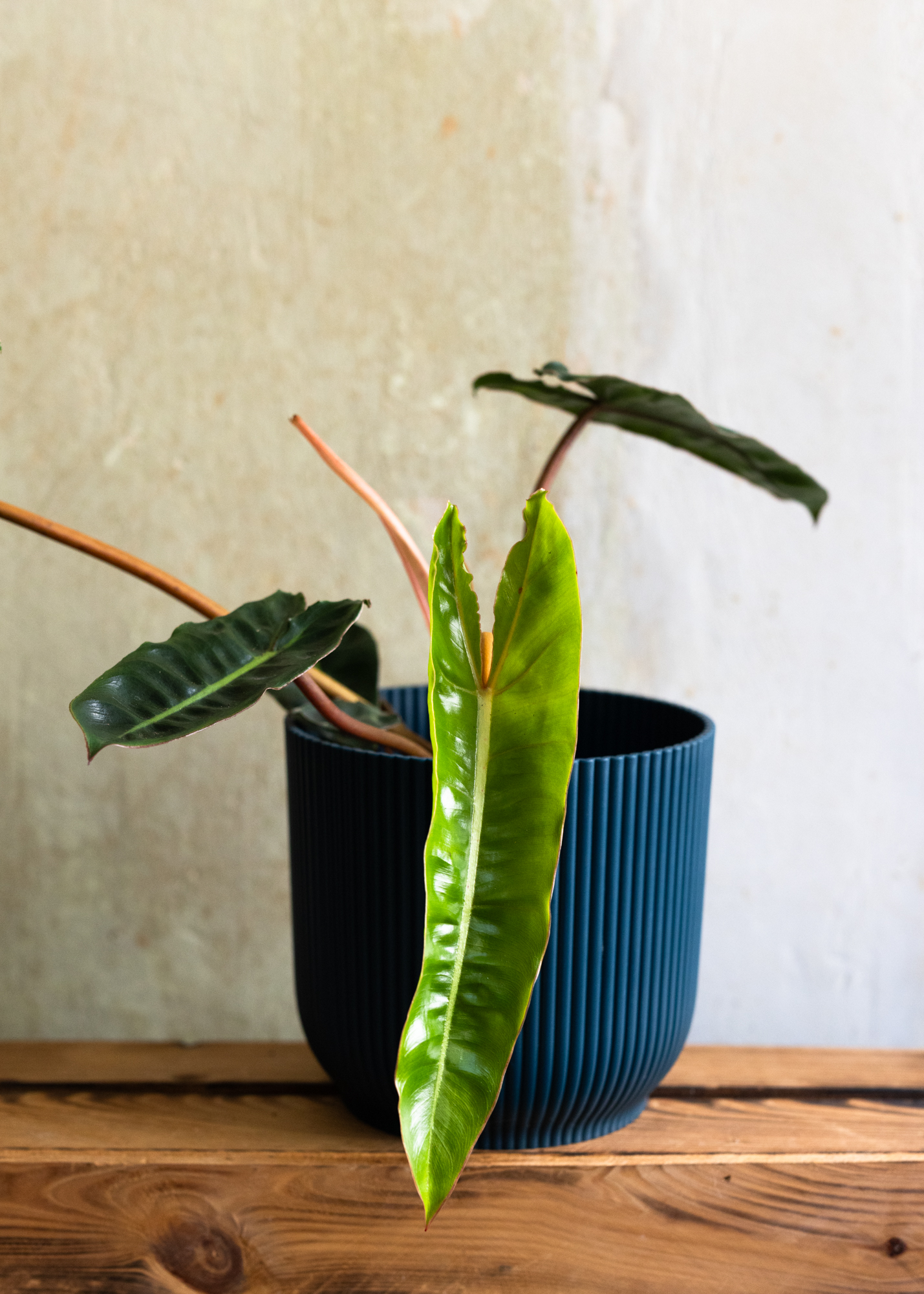 Philodendron Billietiae