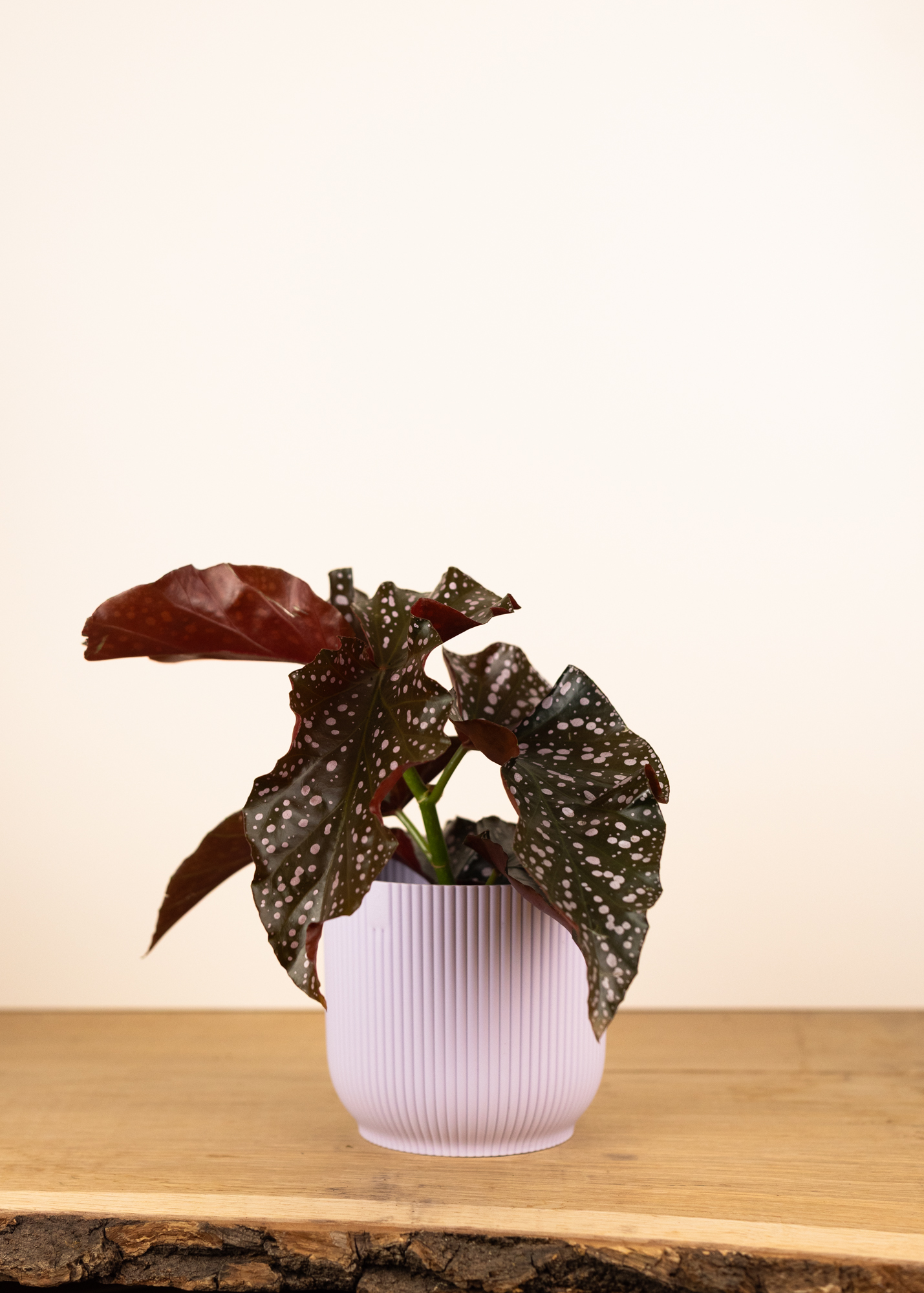 Begonia cracklin' rosie