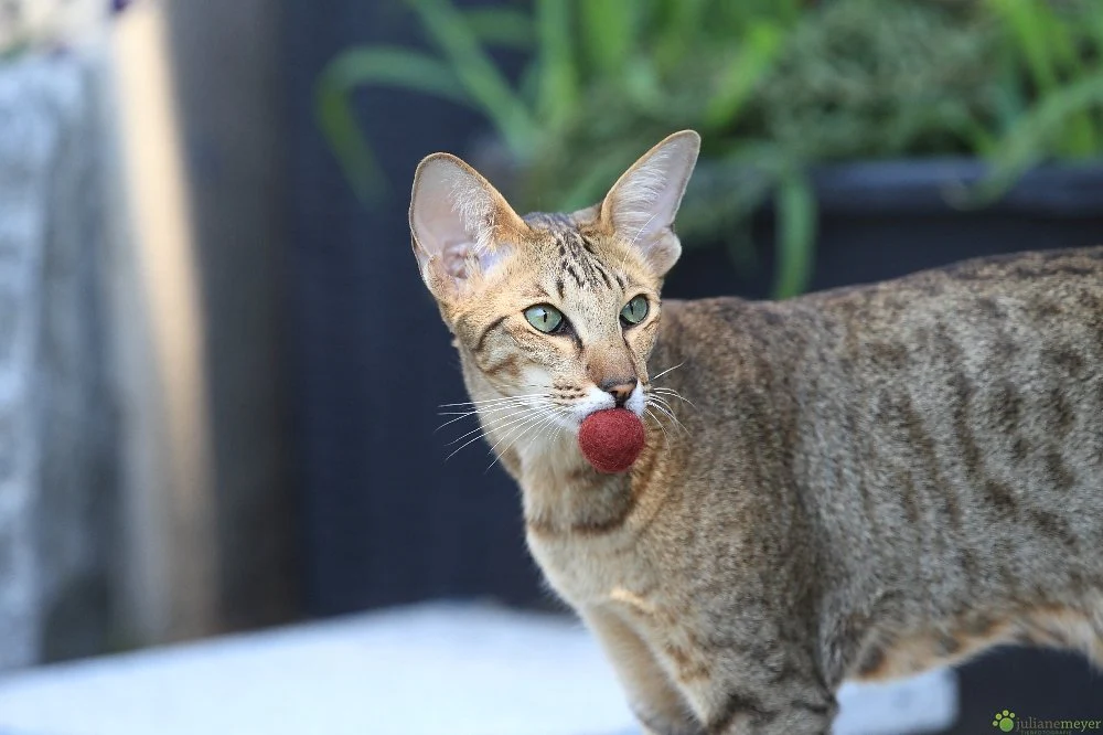 Felty - kleiner Filzball für Katzen