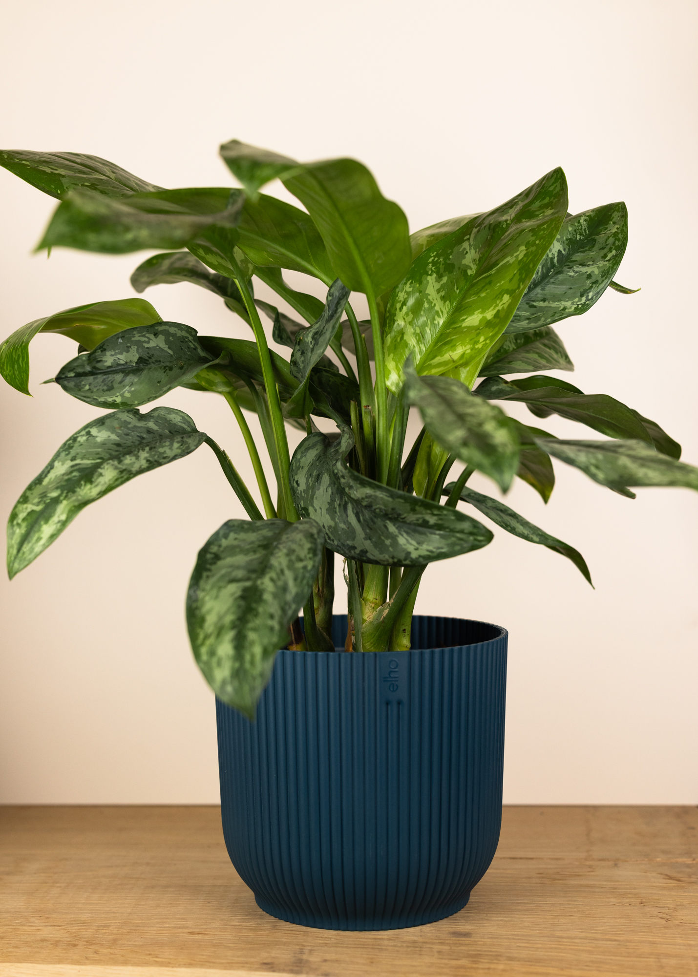 Aglaonema painted princess